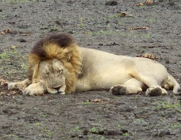 DISCOVER THE BEAUTY OF LIWONDE NATIONAL PARK, MALAWI WITH TRAVEL FOOTPRINTS AFRICA.