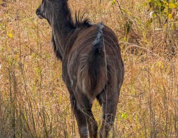 DISCOVER THE WILD BEAUTY OF MALAWI WITH TRAVEL FOOTPRINTS AFRICA